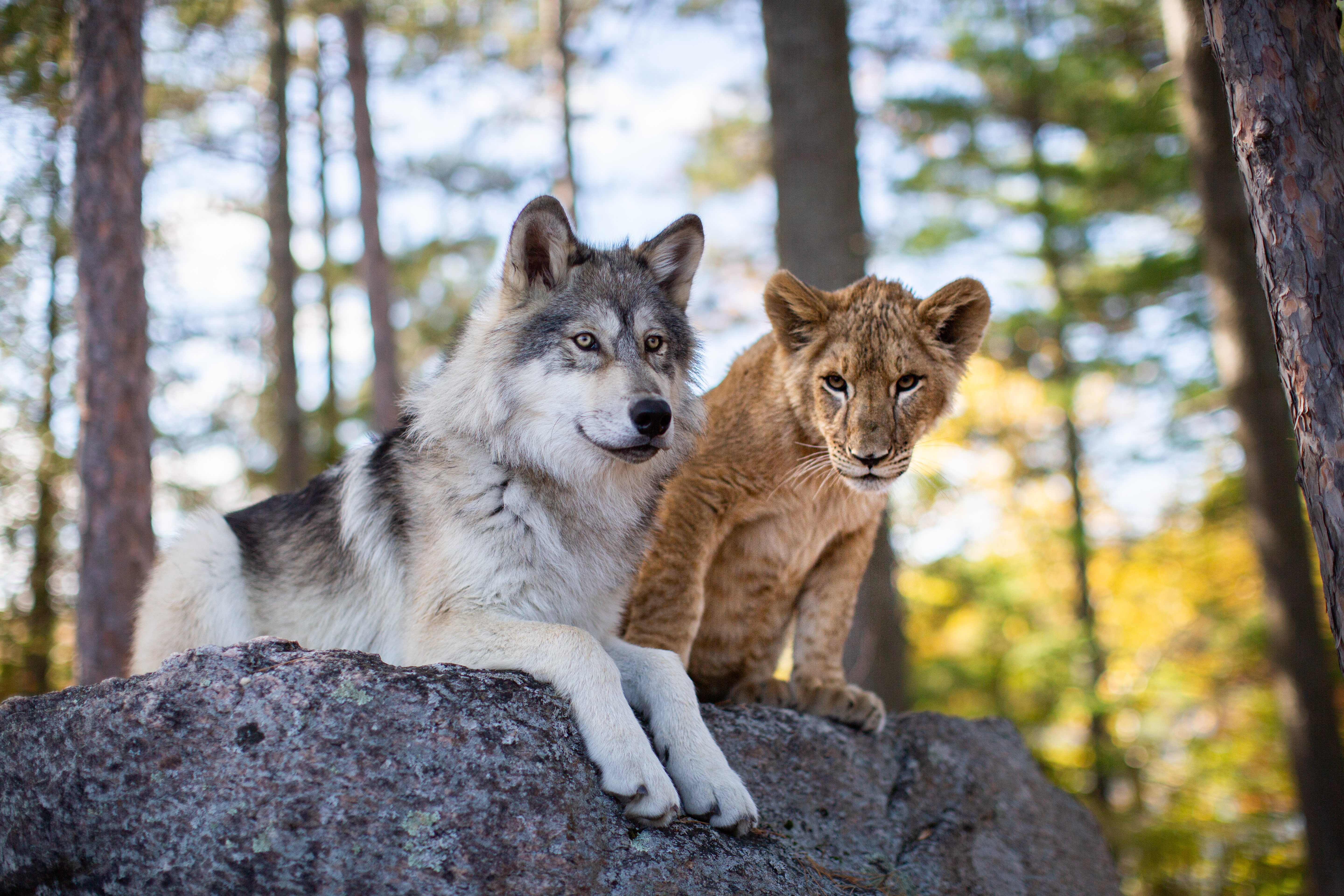 Волк и Лев – афиша