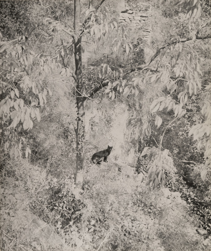 Европейская фотография 1950–1960-х годов – афиша