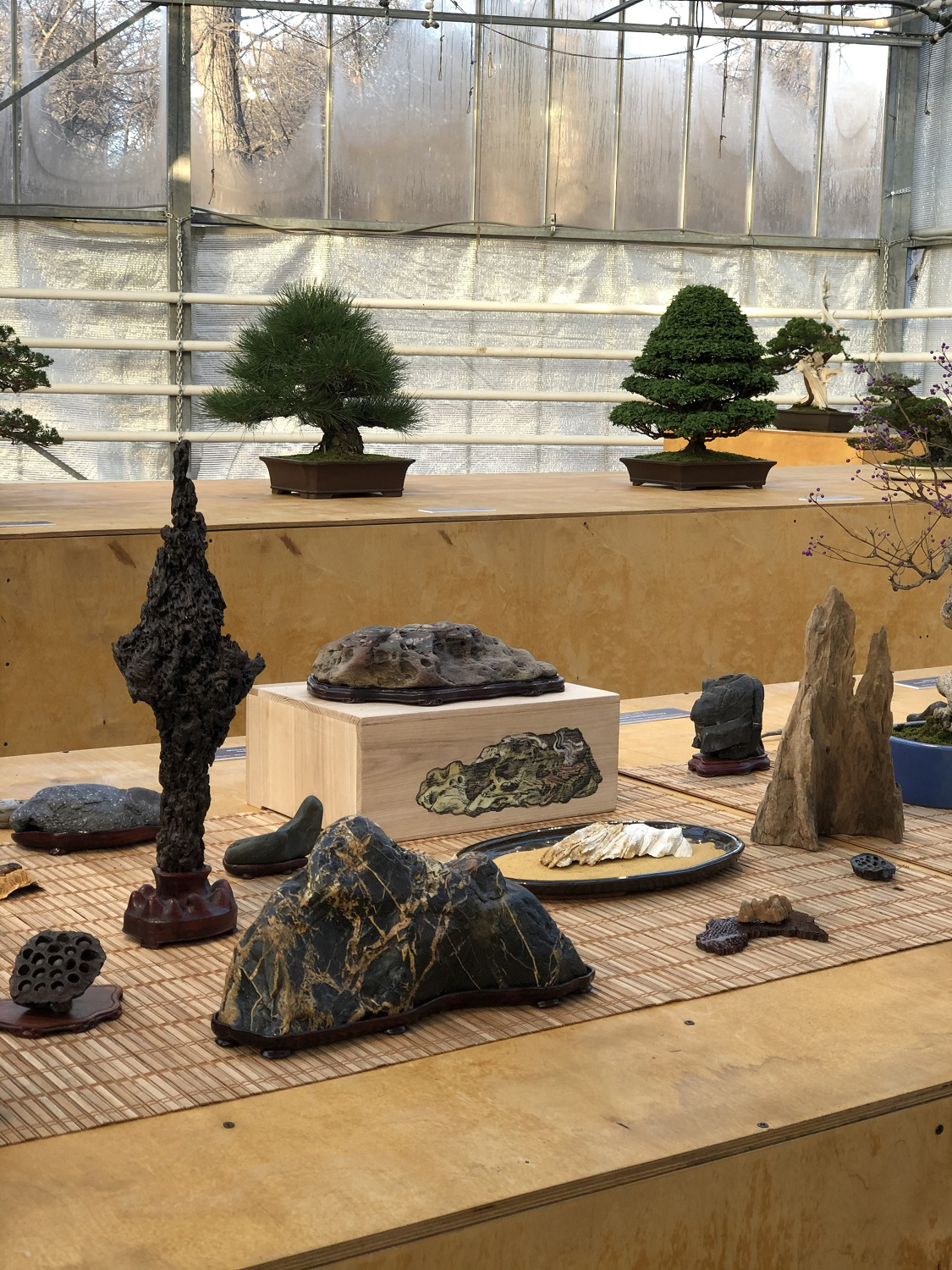 Деревья бонсай, камни суйсеки и каллиграфия – афиша