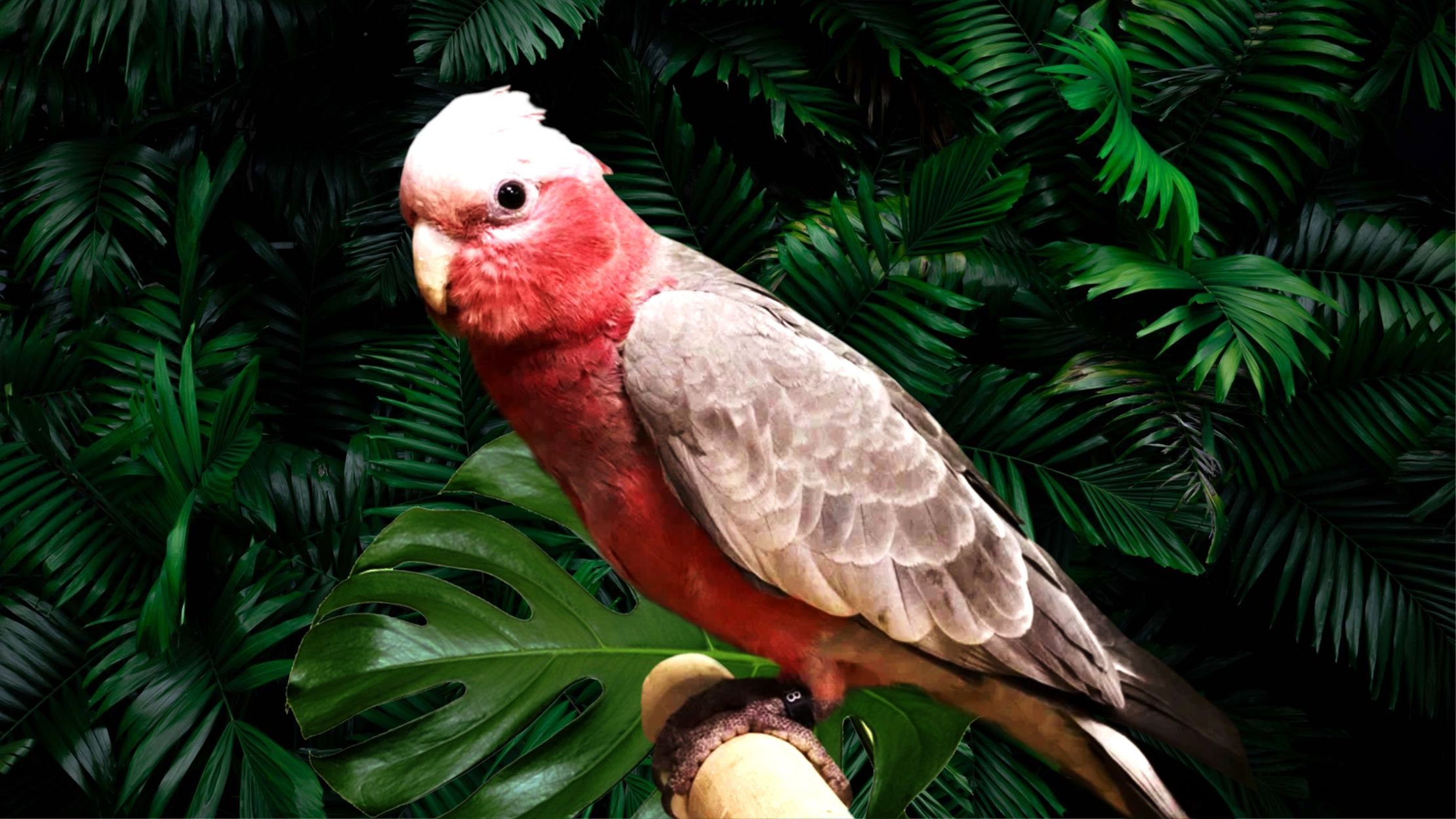 Зоопарк «101 Попугай» – афиша