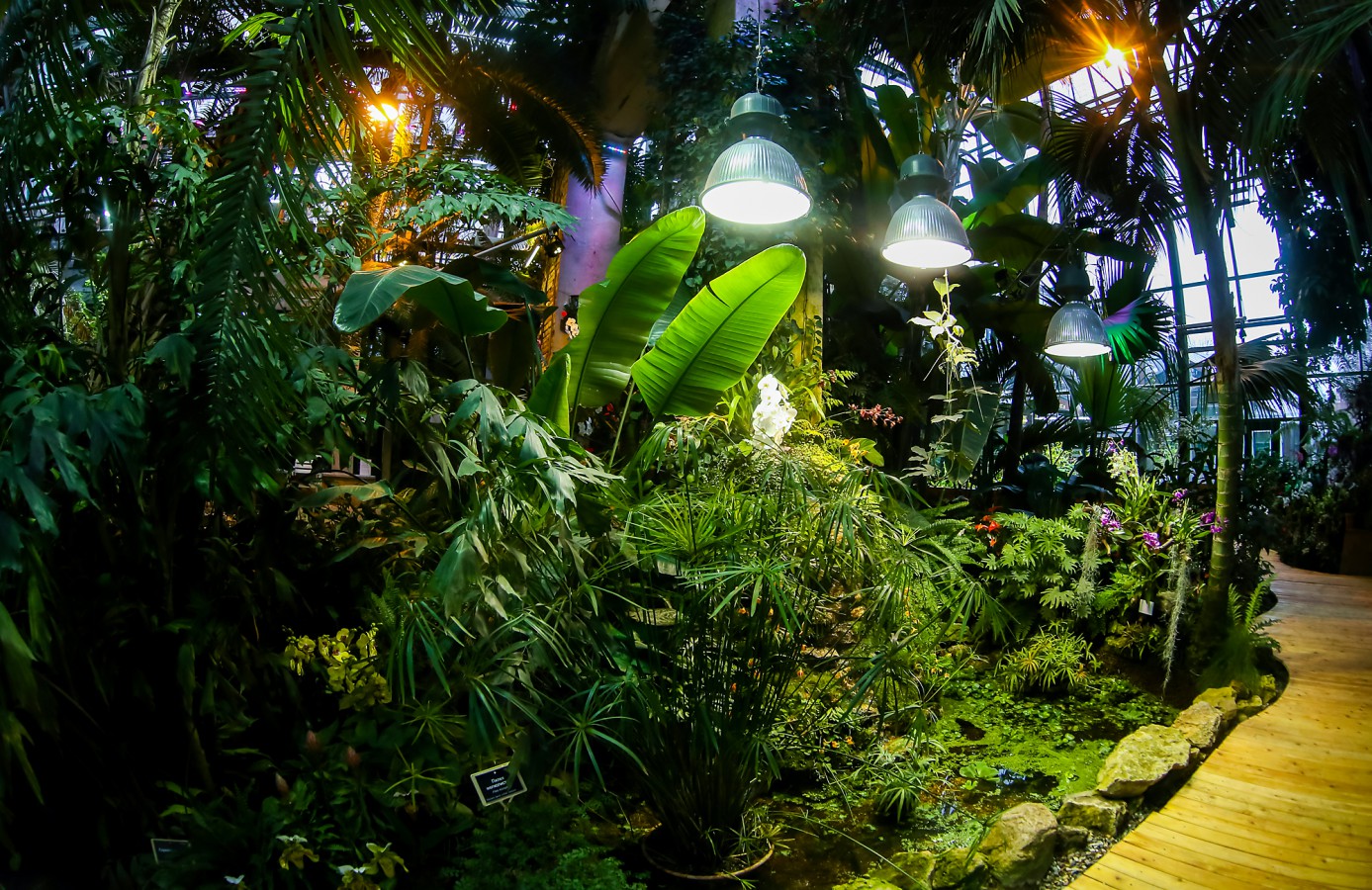 Фестиваль орхидей, хищных растений и суккулентов «Тропическая зима-2021» – афиша