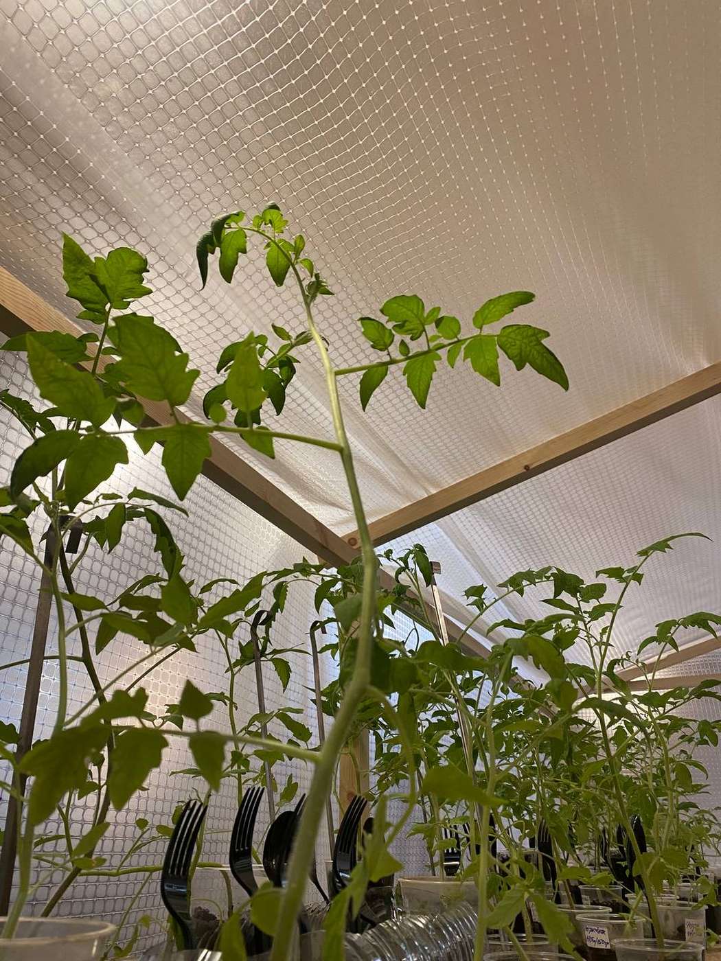 Анна Смирнова. Ложный лес – афиша