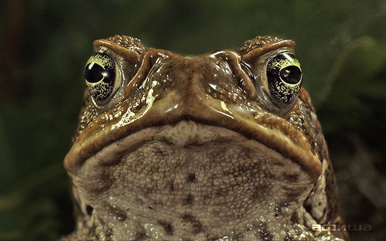 Тростниковые жабы: Оккупация 3D �– афиша