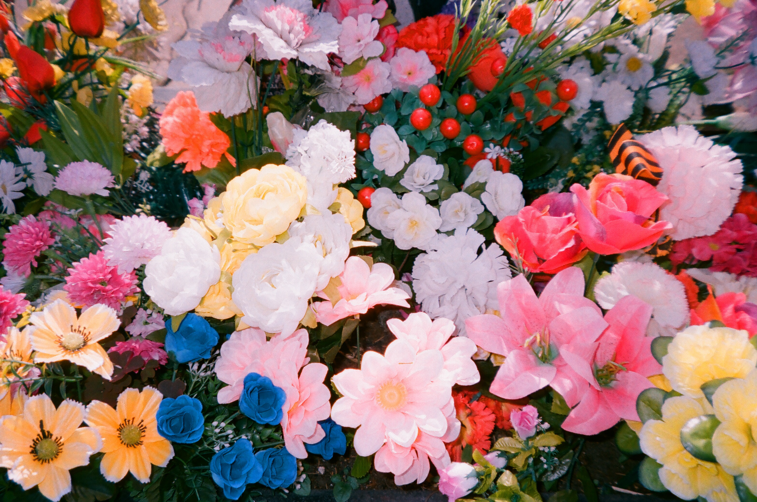 Саша Ковалева. Pushing Up the Wild Daisies/Корнями в песок – афиша