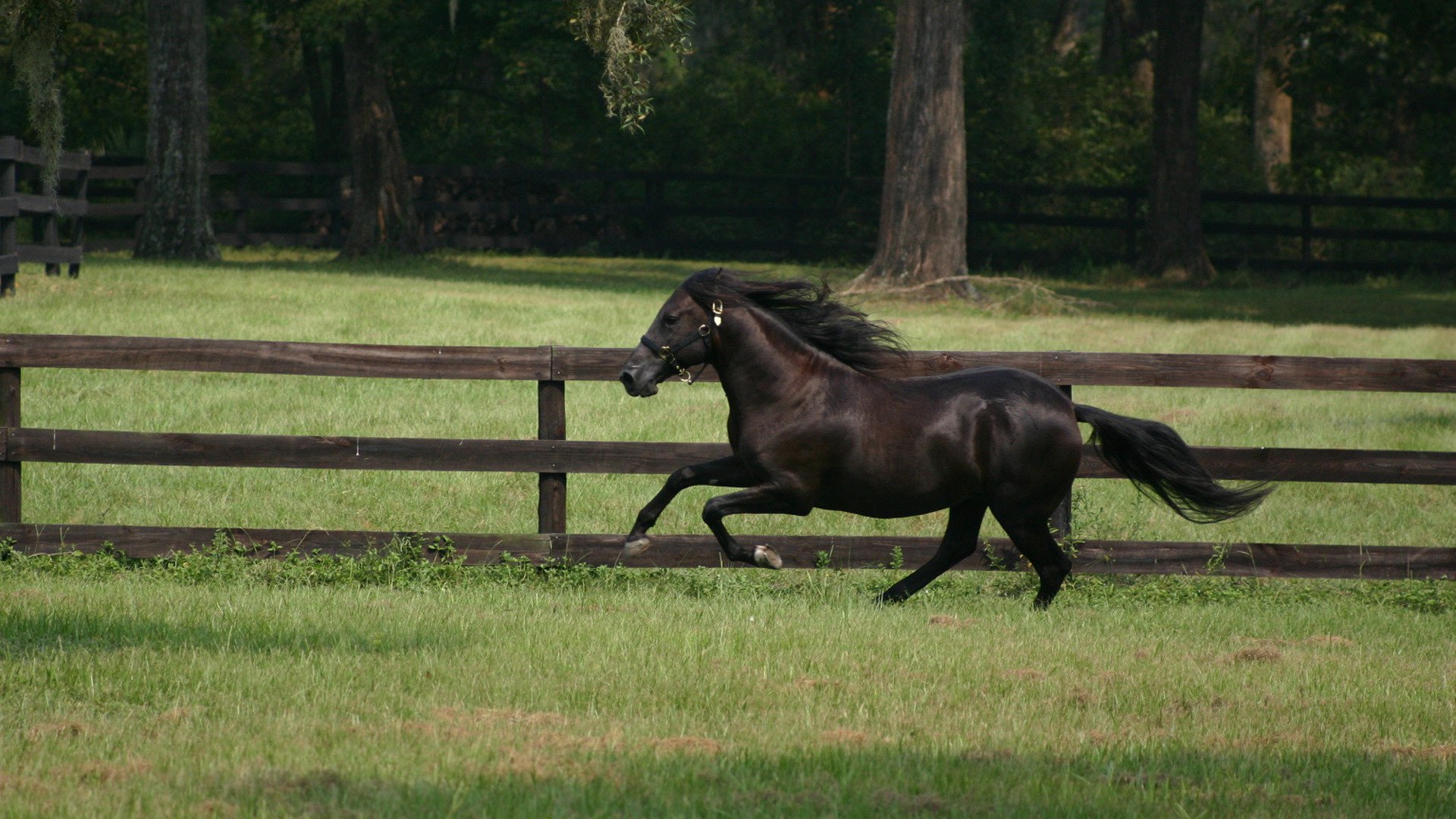 Черный конь – афиша