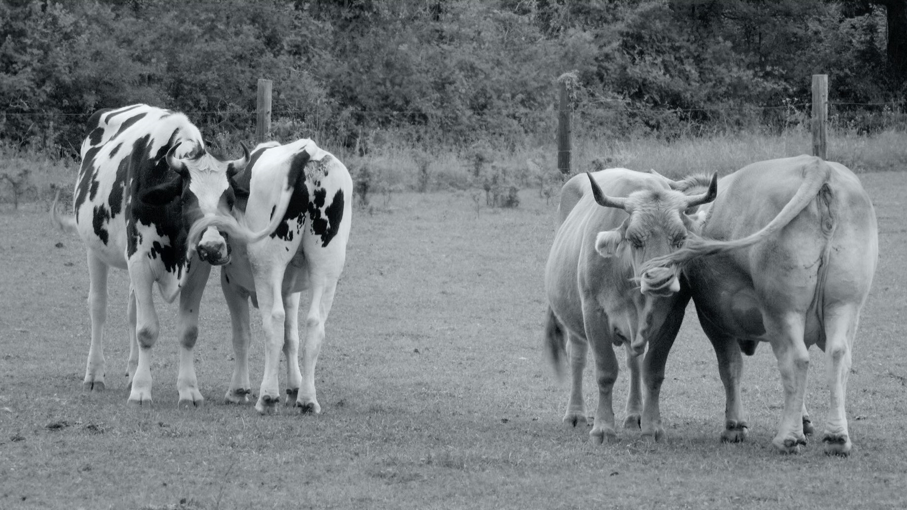 Гунда – афиша