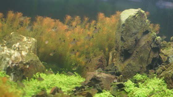 Галерея растительных аквариумов – афиша