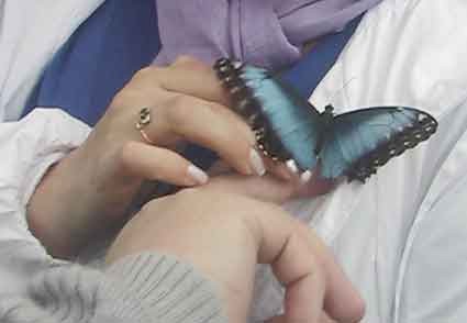 Бабочки мира – афиша