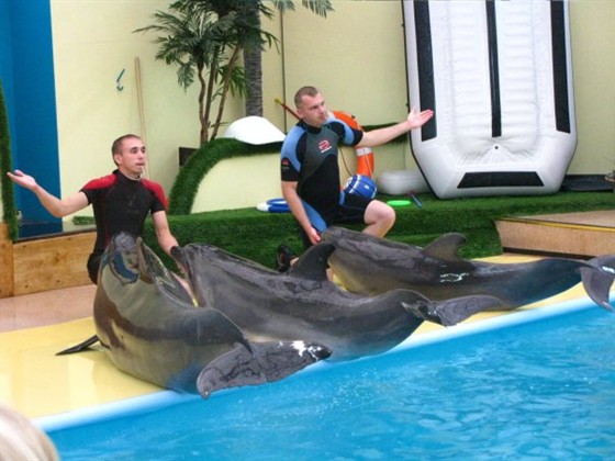 Ростовский дельфи�нарий – афиша