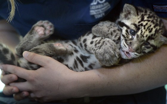 НЛО-парк – афиша