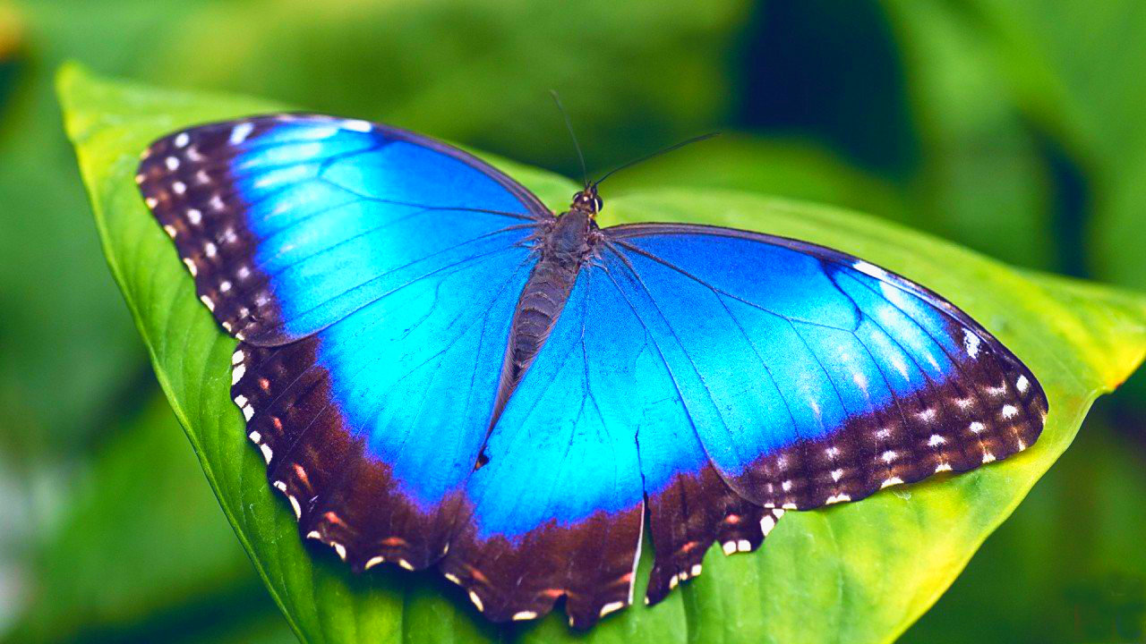 Живые тропические бабочки – афиша