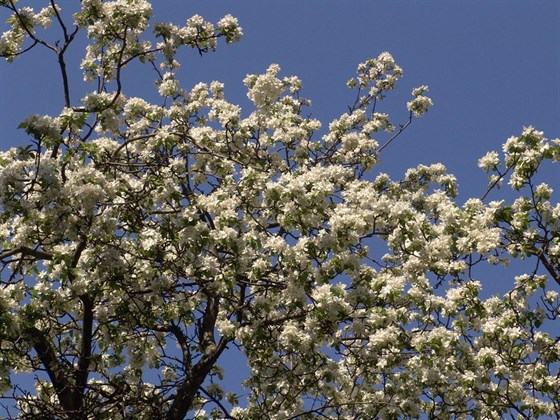 XV Весенний фестиваль цветов – афиша