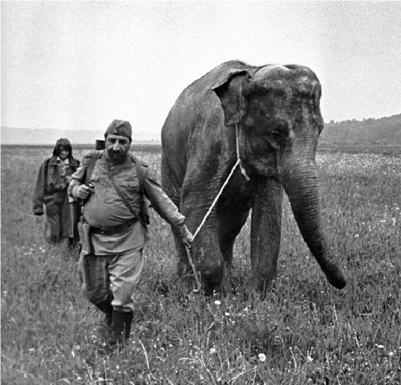 Солдат и слон – афиша