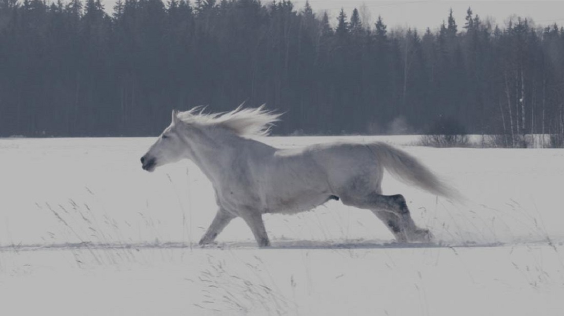 Белая лошадь – афиша